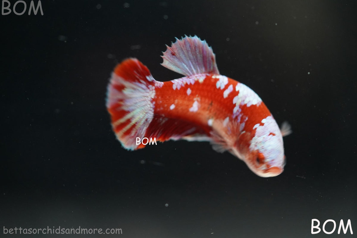 LIVE BETTA FEMALE RED FANCY KOI GALAXY HMPK | BOM-B392