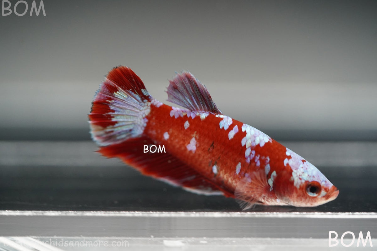 LIVE BETTA FEMALE RED FANCY KOI GALAXY HMPK | BOM-B392