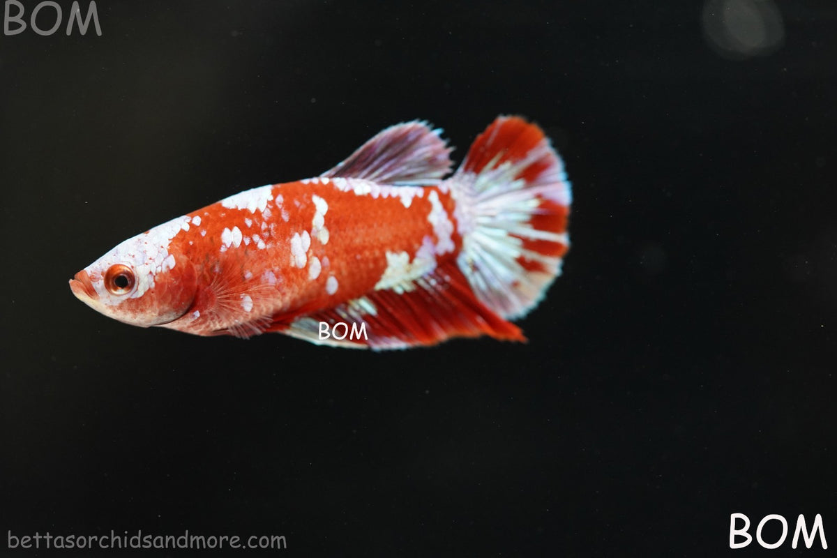 LIVE BETTA FEMALE RED FANCY KOI GALAXY HMPK | BOM-B392