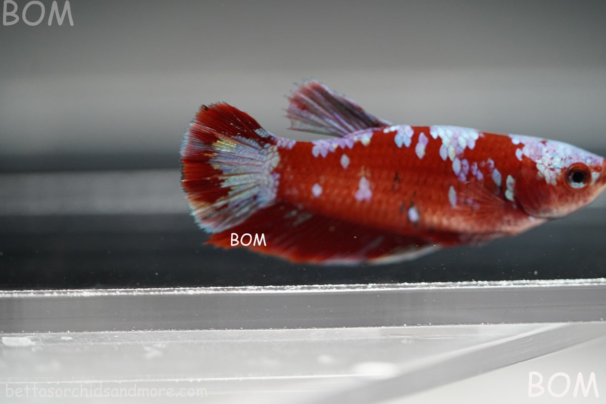 LIVE BETTA FEMALE RED FANCY KOI GALAXY HMPK | BOM-B392