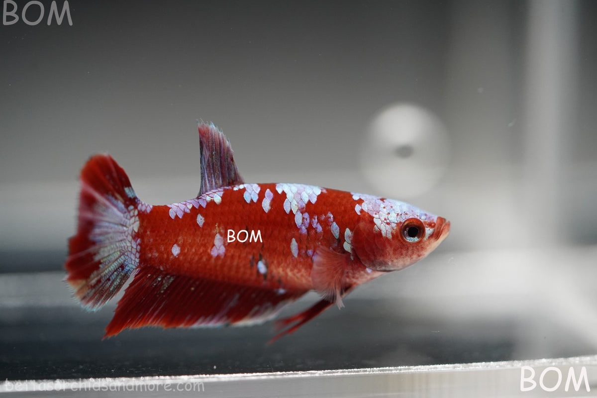 LIVE BETTA FEMALE RED FANCY KOI GALAXY HMPK | BOM-B392