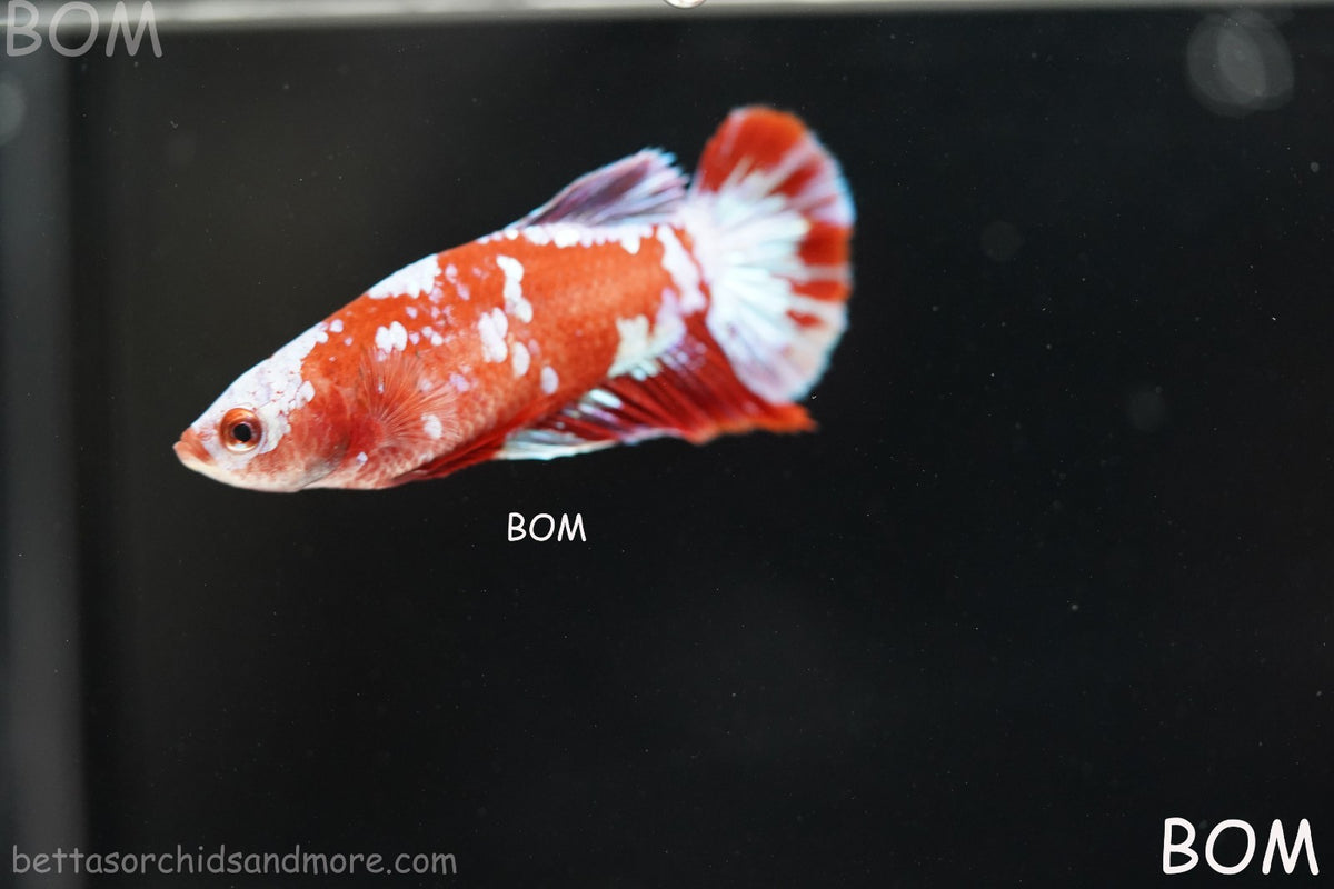 LIVE BETTA FEMALE RED FANCY KOI GALAXY HMPK | BOM-B392