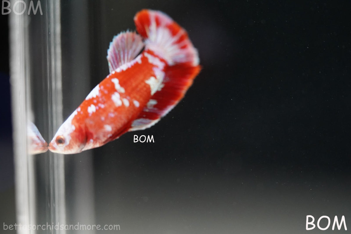 LIVE BETTA FEMALE RED FANCY KOI GALAXY HMPK | BOM-B392