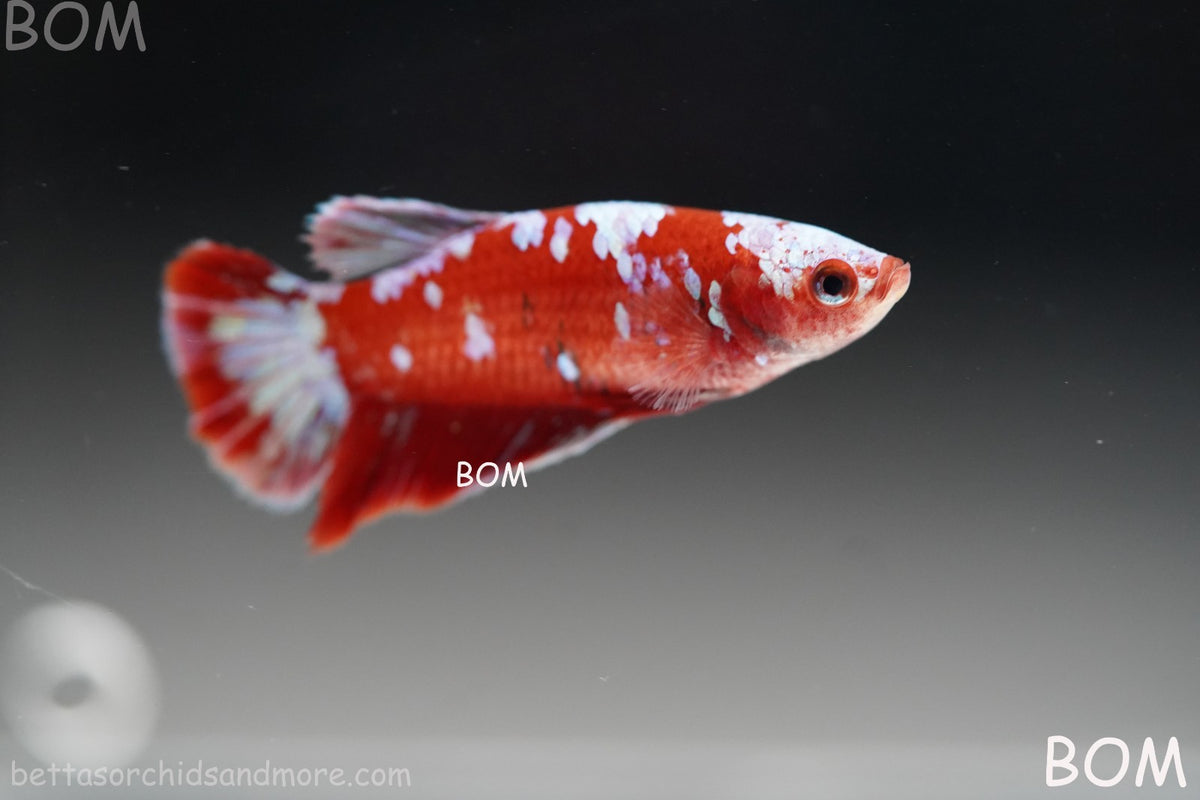 LIVE BETTA FEMALE RED FANCY KOI GALAXY HMPK | BOM-B392