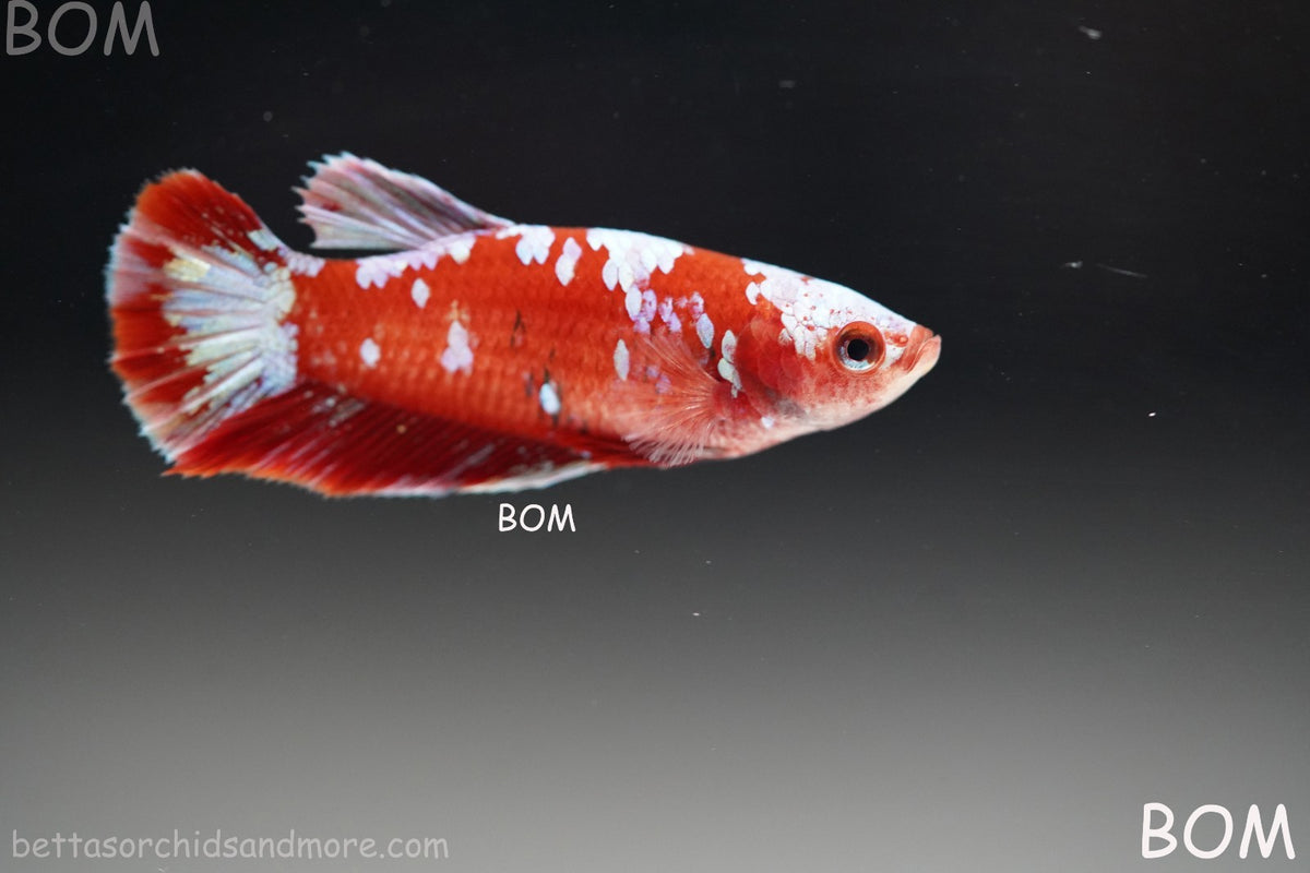 LIVE BETTA FEMALE RED FANCY KOI GALAXY HMPK | BOM-B392