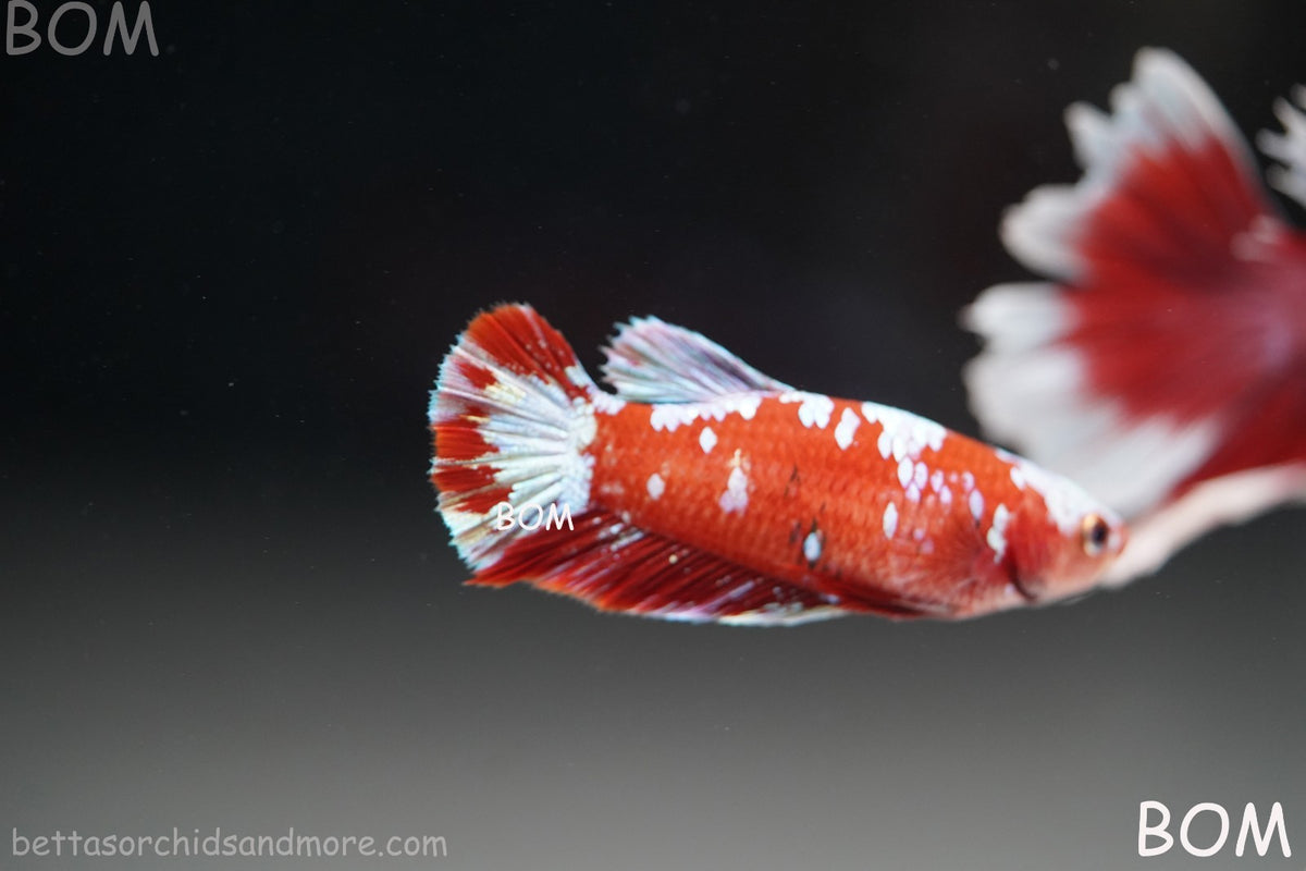 LIVE BETTA FEMALE RED FANCY KOI GALAXY HMPK | BOM-B392