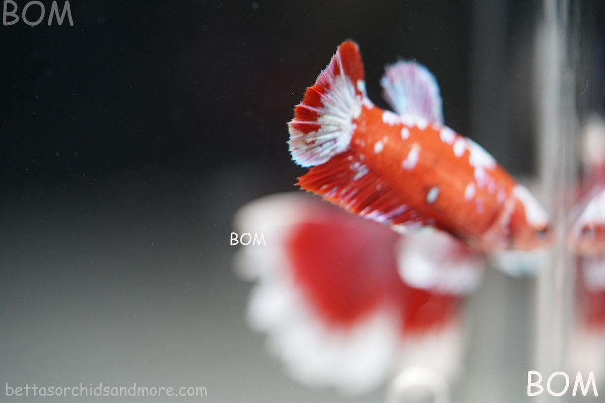 LIVE BETTA FEMALE RED FANCY KOI GALAXY HMPK | BOM-B392