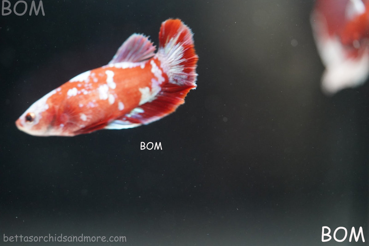LIVE BETTA FEMALE RED FANCY KOI GALAXY HMPK | BOM-B392