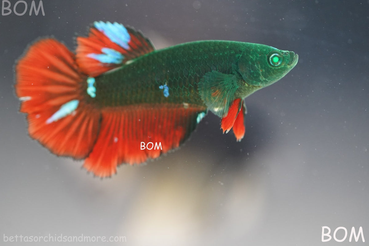 RARE HULK SERIES I GREEN EYED LIVE BETTA FEMALE HMPK GREEN VAMPIRE | BOM-B318