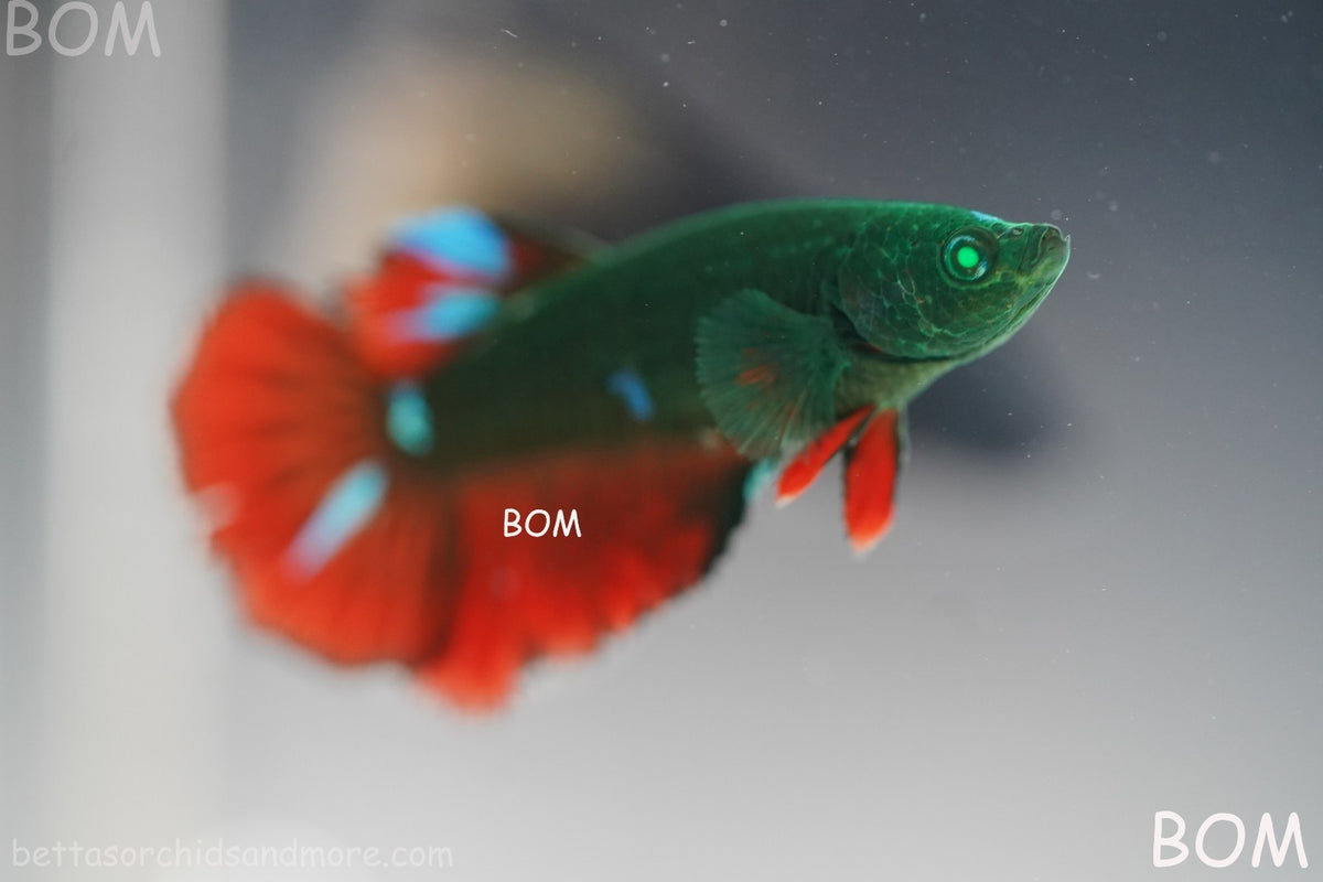 RARE HULK SERIES I GREEN EYED LIVE BETTA FEMALE HMPK GREEN VAMPIRE | BOM-B318