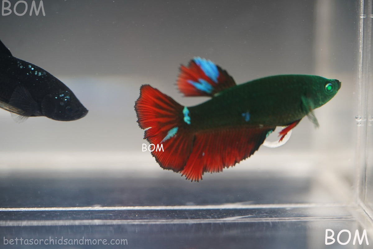 RARE HULK SERIES I GREEN EYED LIVE BETTA FEMALE HMPK GREEN VAMPIRE | BOM-B318