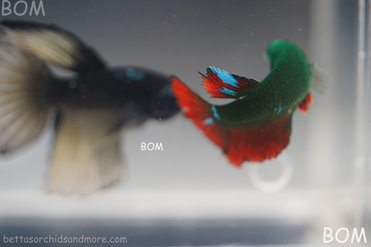 RARE HULK SERIES I GREEN EYED LIVE BETTA FEMALE HMPK GREEN VAMPIRE | BOM-B318