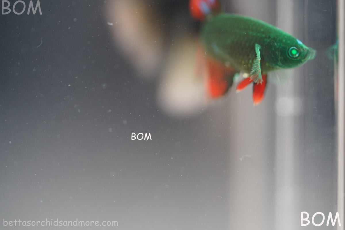 RARE HULK SERIES I GREEN EYED LIVE BETTA FEMALE HMPK GREEN VAMPIRE | BOM-B318