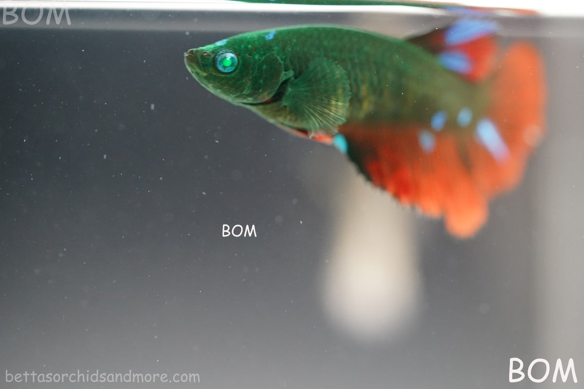RARE HULK SERIES I GREEN EYED LIVE BETTA FEMALE HMPK GREEN VAMPIRE | BOM-B318