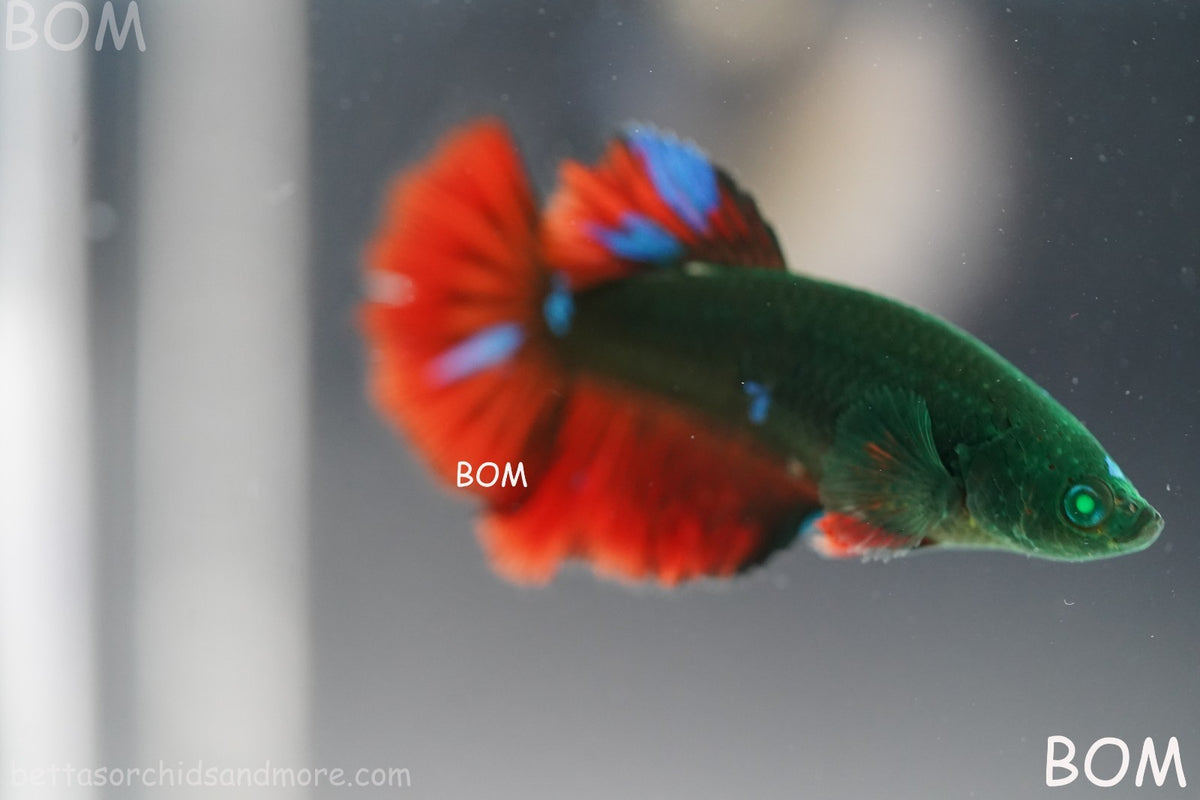 RARE HULK SERIES I GREEN EYED LIVE BETTA FEMALE HMPK GREEN VAMPIRE | BOM-B318