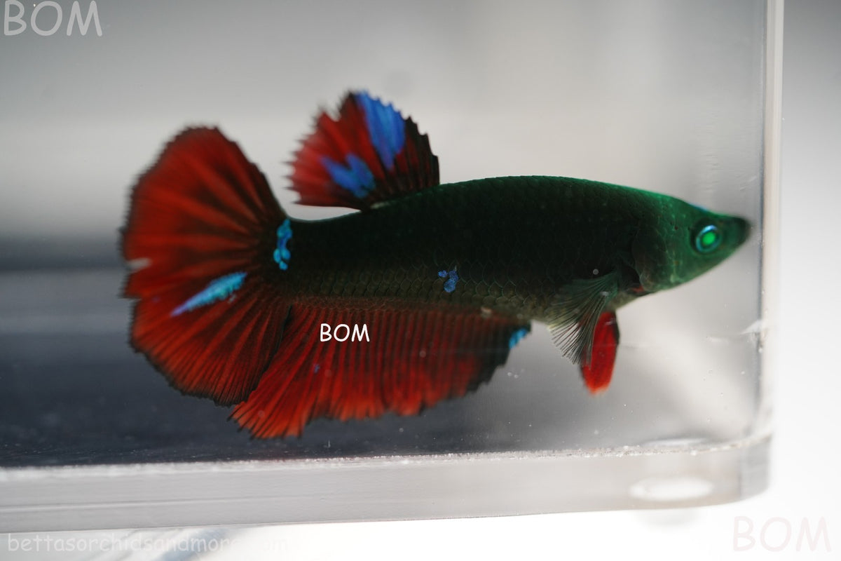 RARE HULK SERIES I GREEN EYED LIVE BETTA FEMALE HMPK GREEN VAMPIRE | BOM-B318