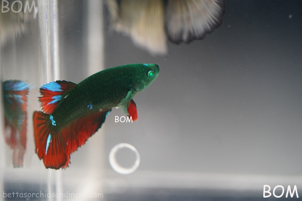 RARE HULK SERIES I GREEN EYED LIVE BETTA FEMALE HMPK GREEN VAMPIRE | BOM-B318