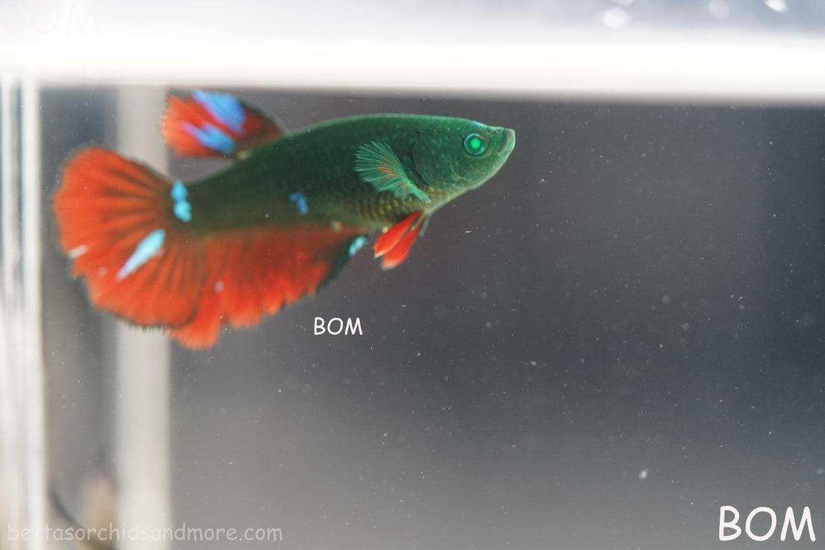 RARE HULK SERIES I GREEN EYED LIVE BETTA FEMALE HMPK GREEN VAMPIRE | BOM-B318