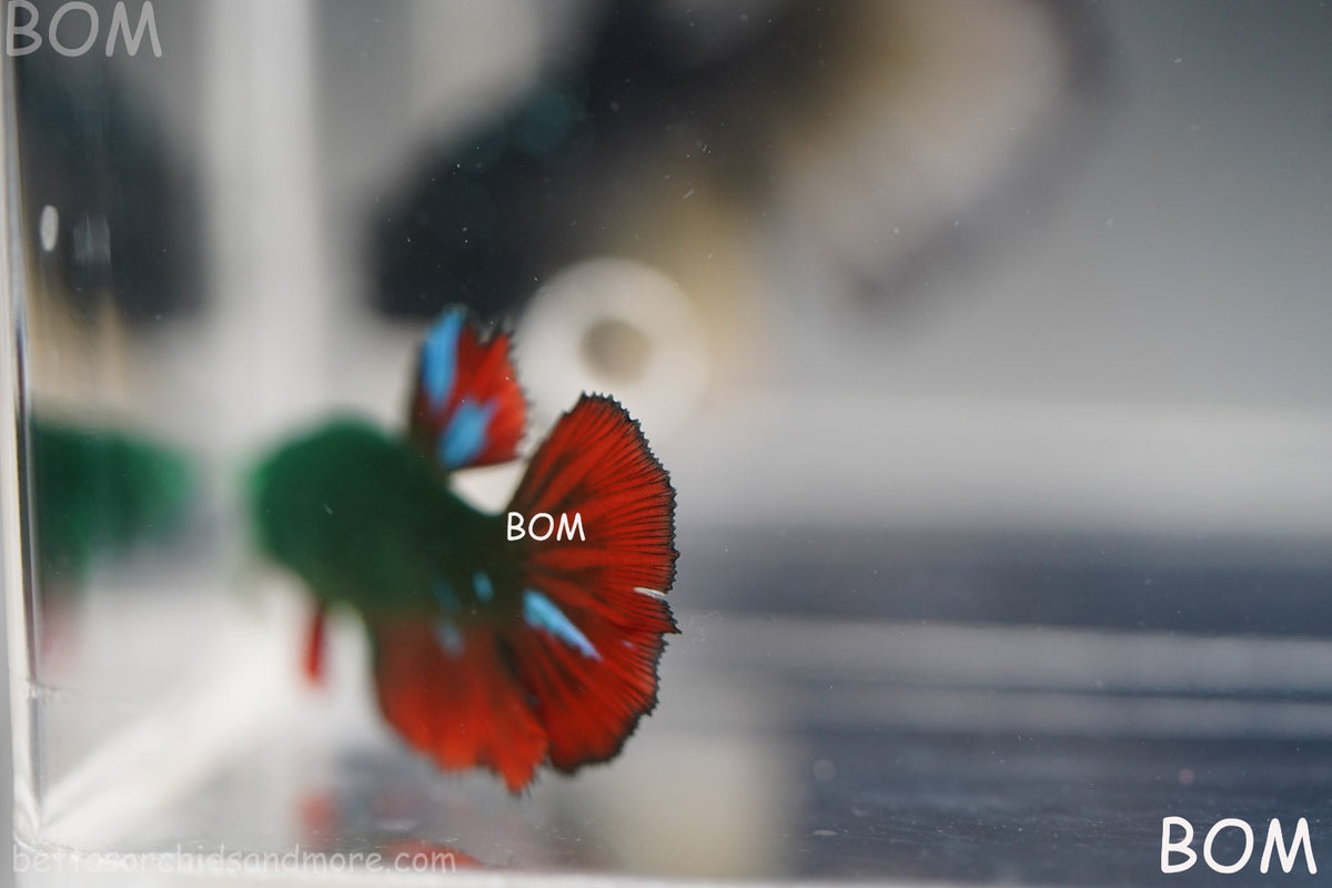 RARE HULK SERIES I GREEN EYED LIVE BETTA FEMALE HMPK GREEN VAMPIRE | BOM-B318