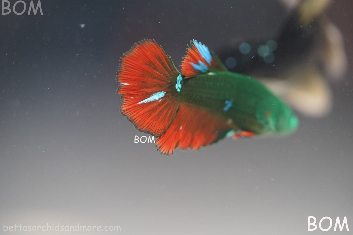 RARE HULK SERIES I GREEN EYED LIVE BETTA FEMALE HMPK GREEN VAMPIRE | BOM-B318