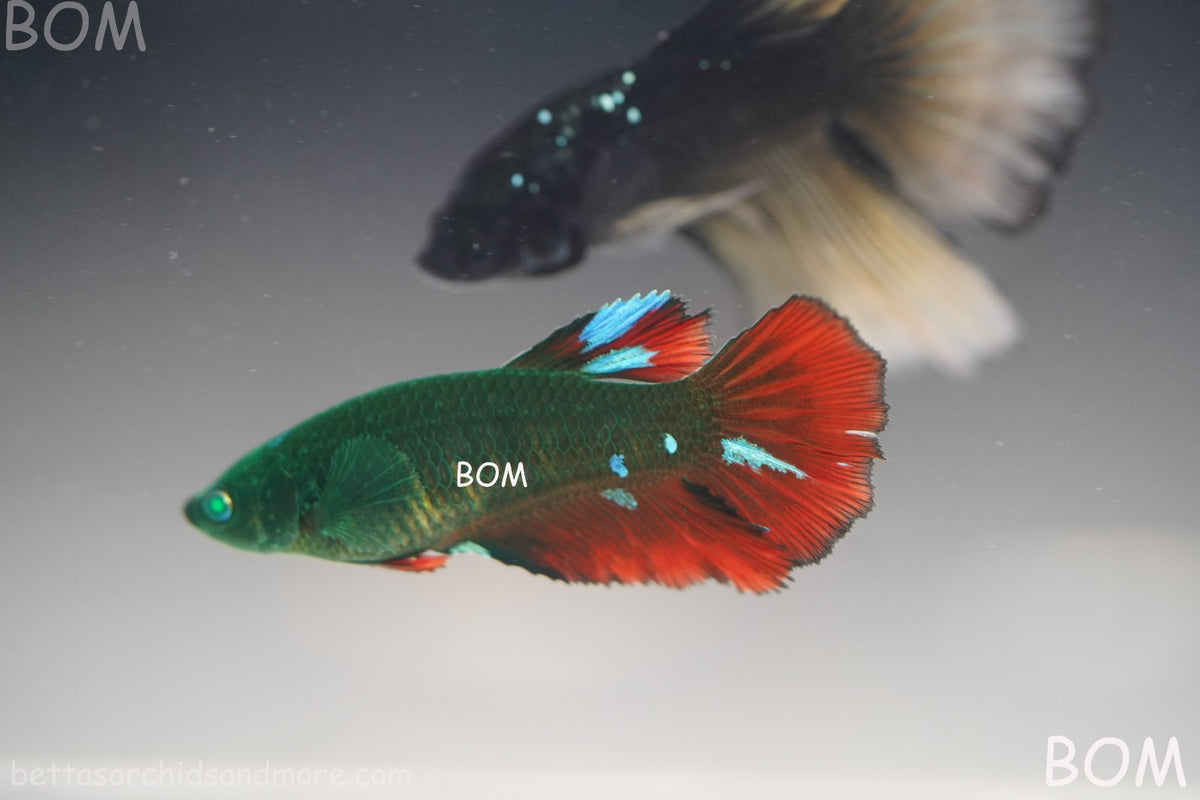 RARE HULK SERIES I GREEN EYED LIVE BETTA FEMALE HMPK GREEN VAMPIRE | BOM-B318