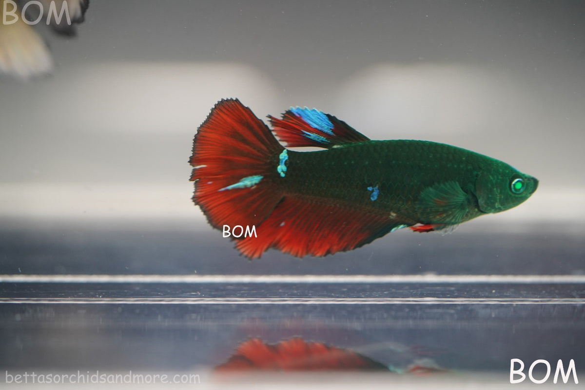 RARE HULK SERIES I GREEN EYED LIVE BETTA FEMALE HMPK GREEN VAMPIRE | BOM-B318