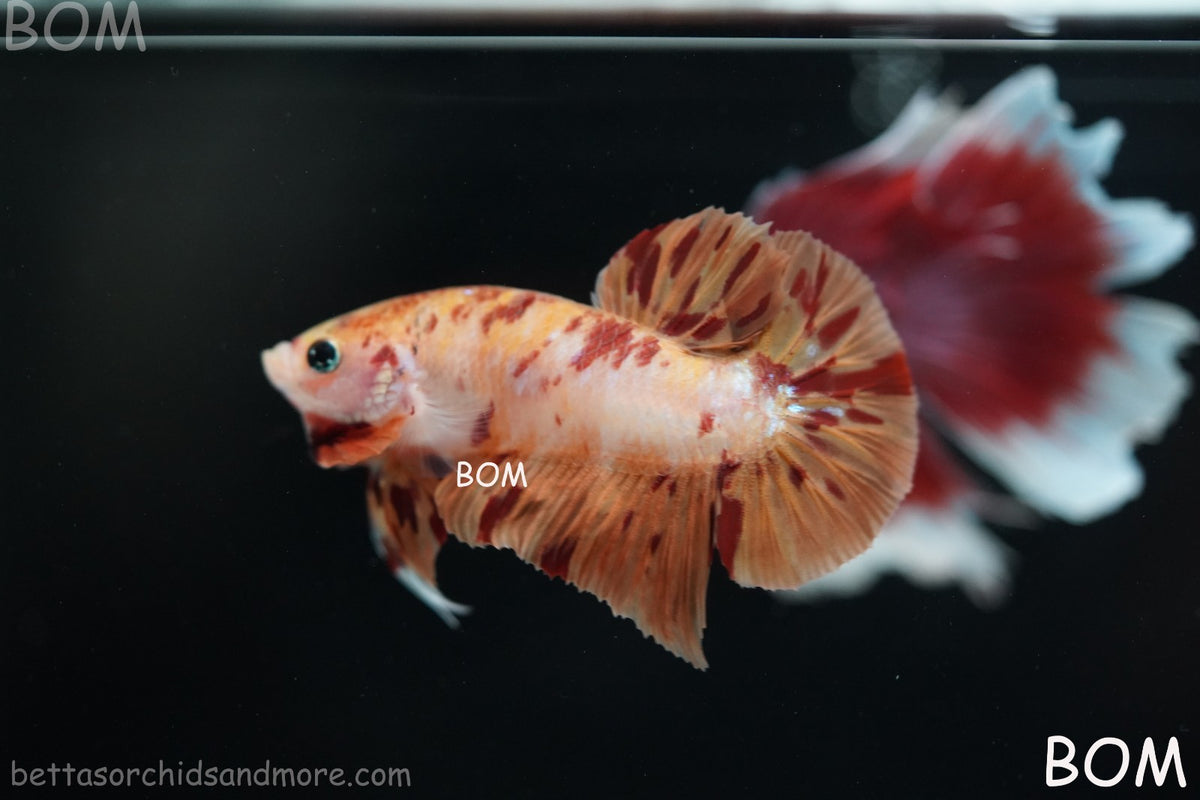 LIVE BETTA MALE FANCY KOI CANDY HMPK RED PEACH MARBLE | BOM-B395