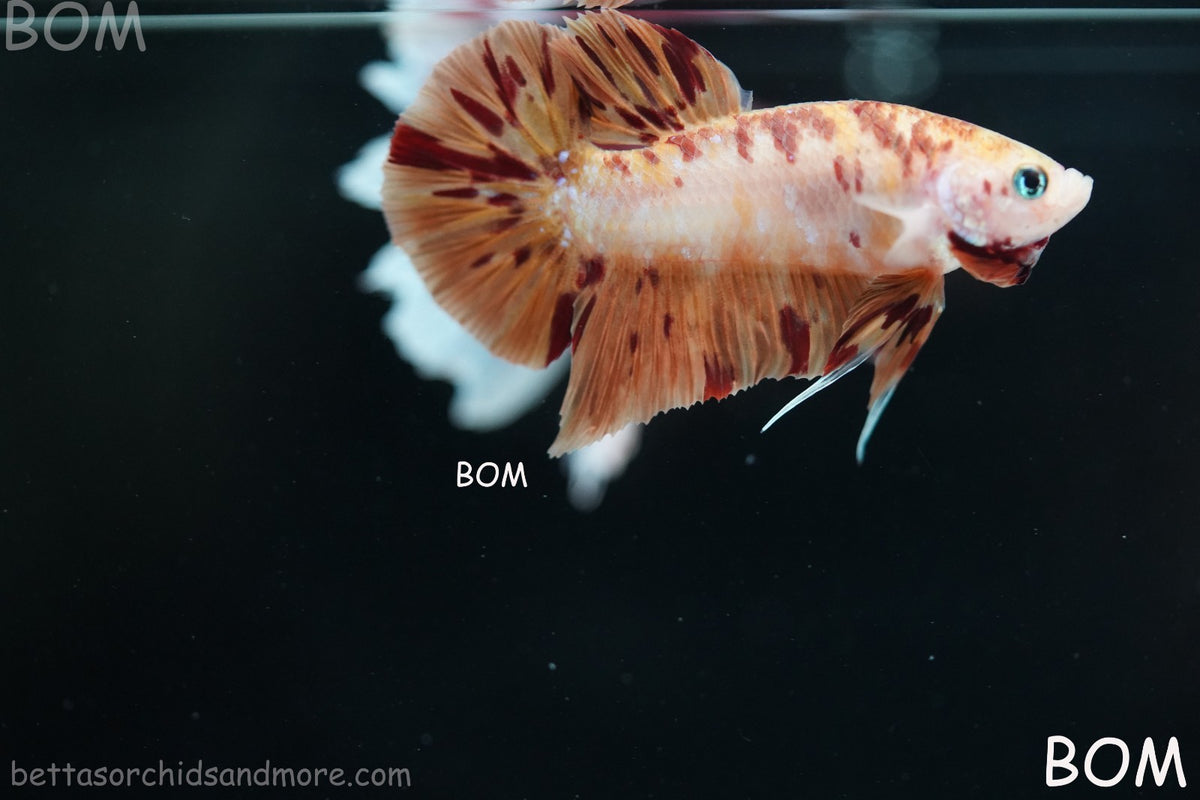 LIVE BETTA MALE FANCY KOI CANDY HMPK RED PEACH MARBLE | BOM-B395