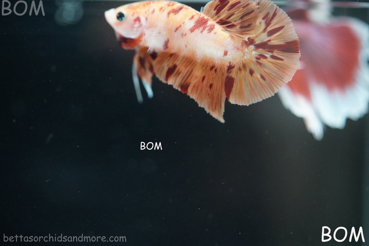 LIVE BETTA MALE FANCY KOI CANDY HMPK RED PEACH MARBLE | BOM-B395