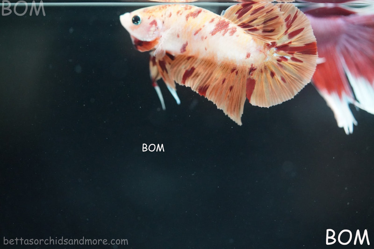 LIVE BETTA MALE FANCY KOI CANDY HMPK RED PEACH MARBLE | BOM-B395