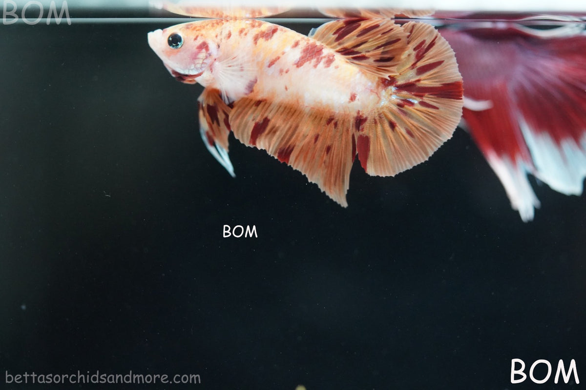 LIVE BETTA MALE FANCY KOI CANDY HMPK RED PEACH MARBLE | BOM-B395