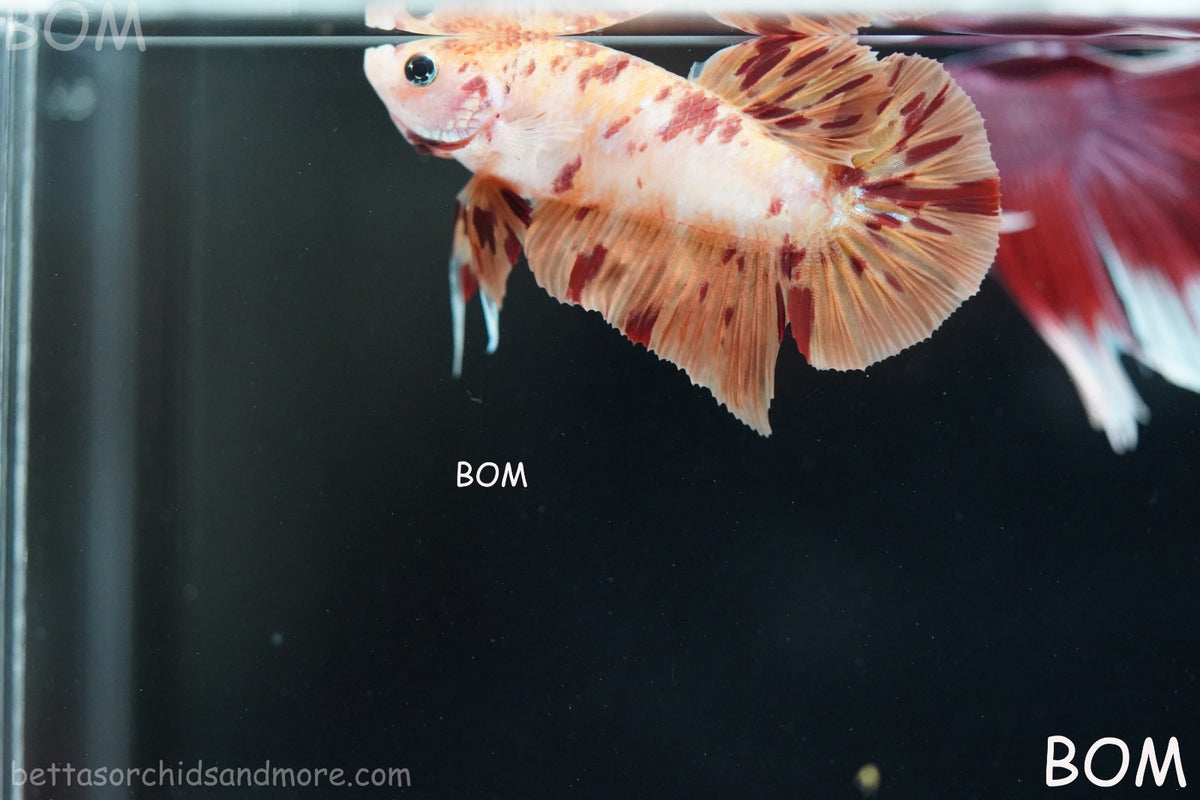 LIVE BETTA MALE FANCY KOI CANDY HMPK RED PEACH MARBLE | BOM-B395