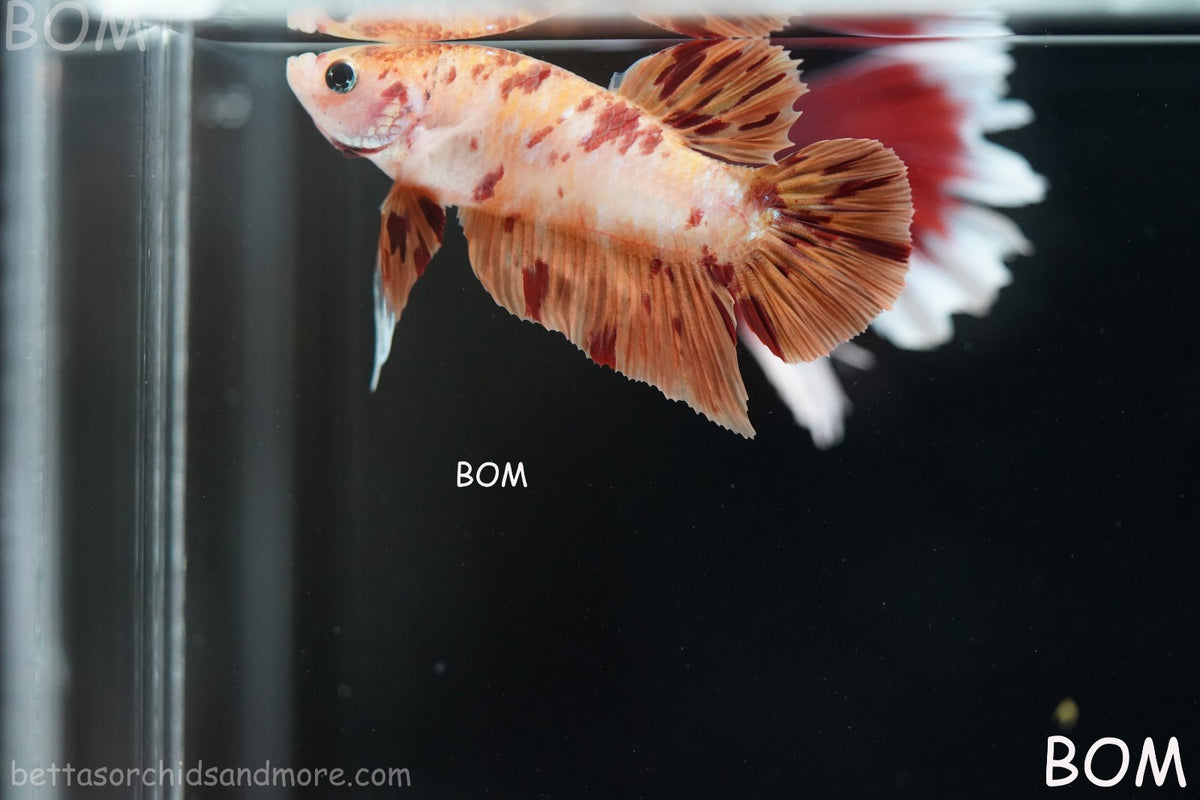 LIVE BETTA MALE FANCY KOI CANDY HMPK RED PEACH MARBLE | BOM-B395
