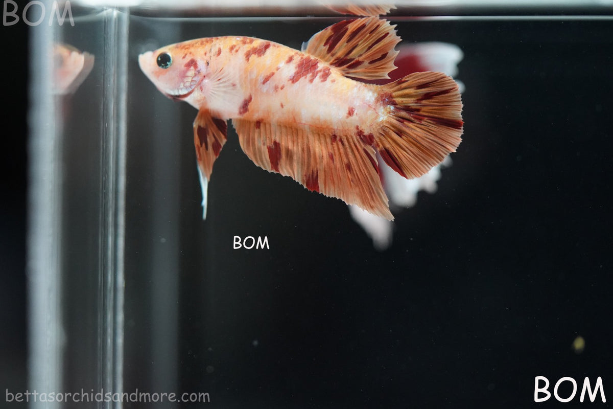 LIVE BETTA MALE FANCY KOI CANDY HMPK RED PEACH MARBLE | BOM-B395