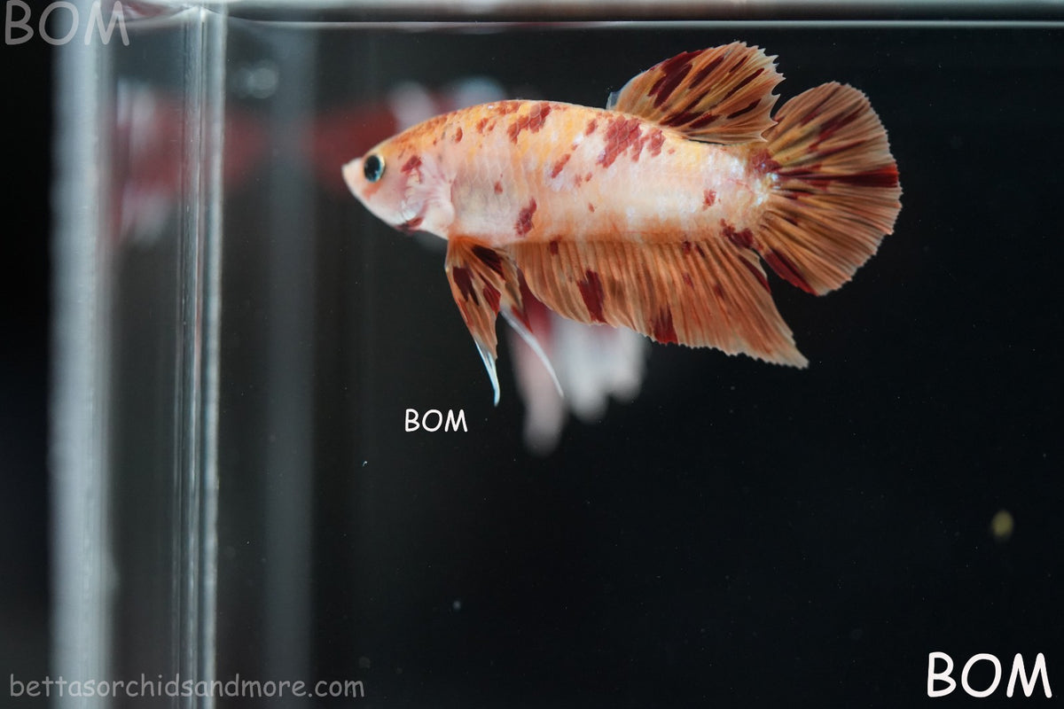 LIVE BETTA MALE FANCY KOI CANDY HMPK RED PEACH MARBLE | BOM-B395