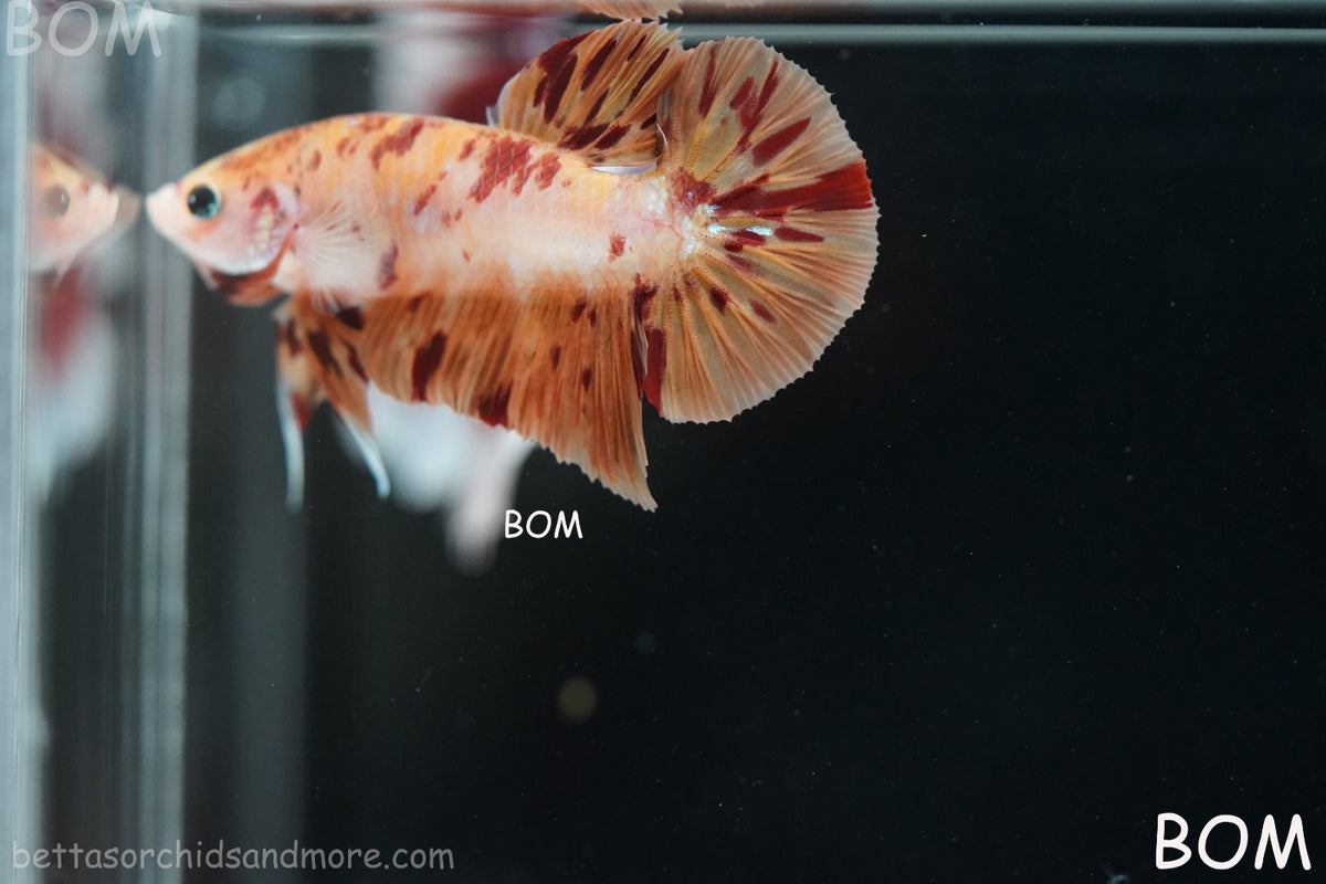 LIVE BETTA MALE FANCY KOI CANDY HMPK RED PEACH MARBLE | BOM-B395