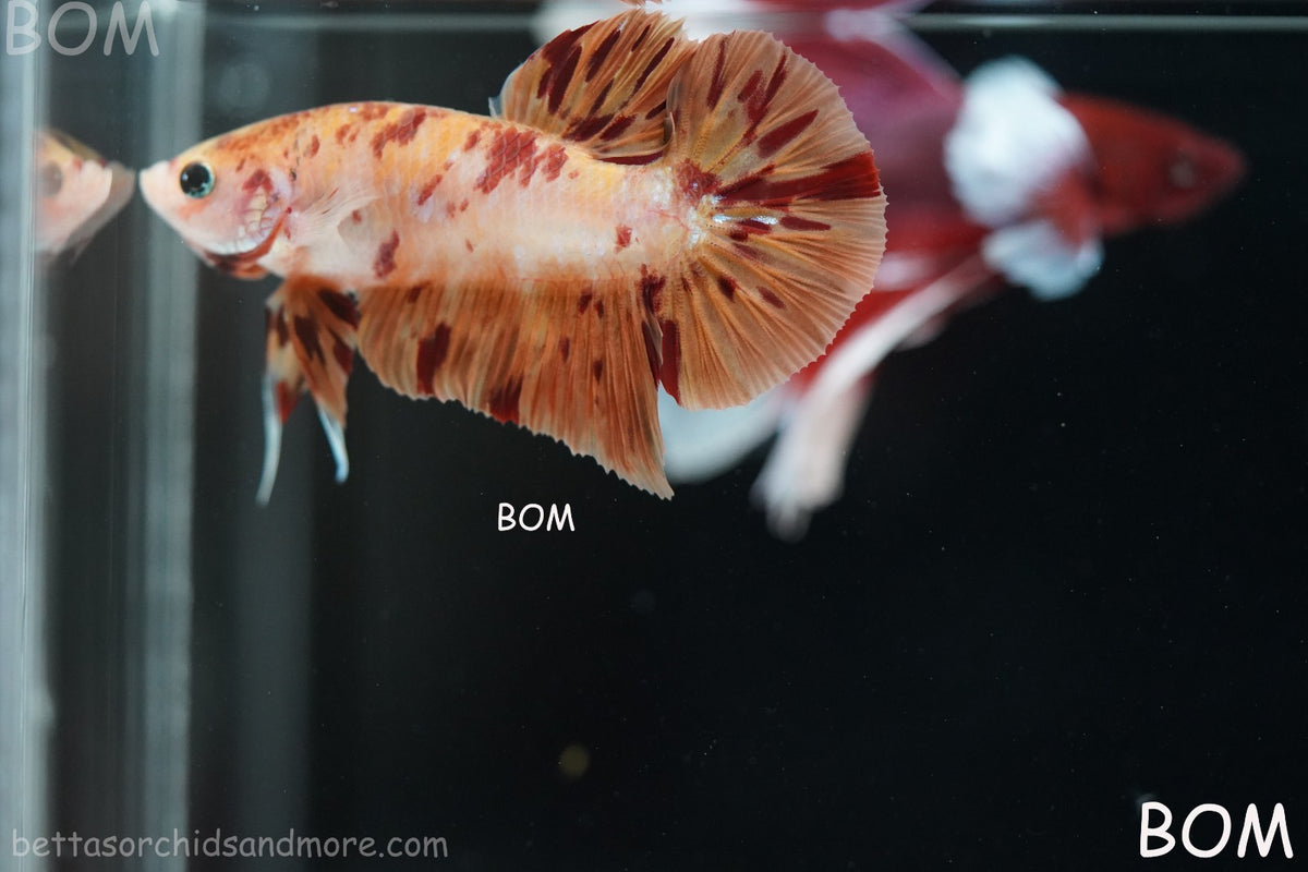 LIVE BETTA MALE FANCY KOI CANDY HMPK RED PEACH MARBLE | BOM-B395