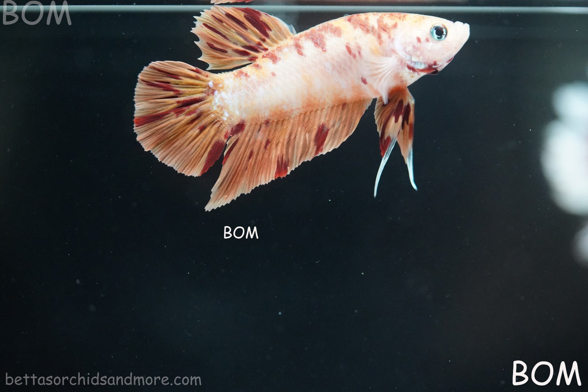 LIVE BETTA MALE FANCY KOI CANDY HMPK RED PEACH MARBLE | BOM-B395