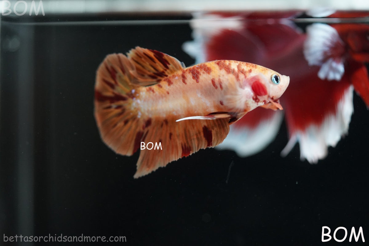 LIVE BETTA MALE FANCY KOI CANDY HMPK RED PEACH MARBLE | BOM-B395