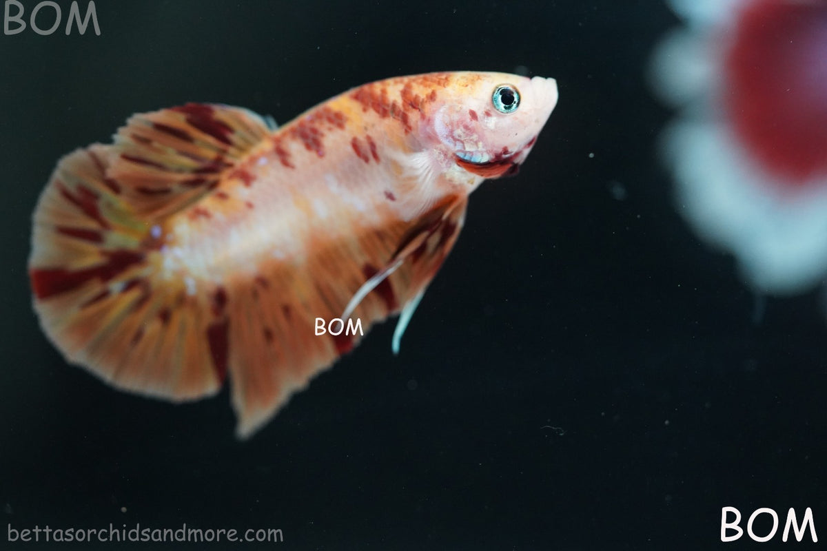 LIVE BETTA MALE FANCY KOI CANDY HMPK RED PEACH MARBLE | BOM-B395