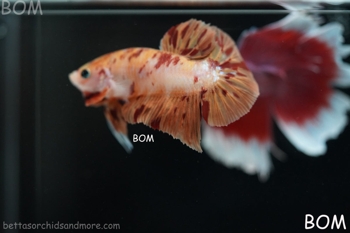 LIVE BETTA MALE FANCY KOI CANDY HMPK RED PEACH MARBLE | BOM-B395