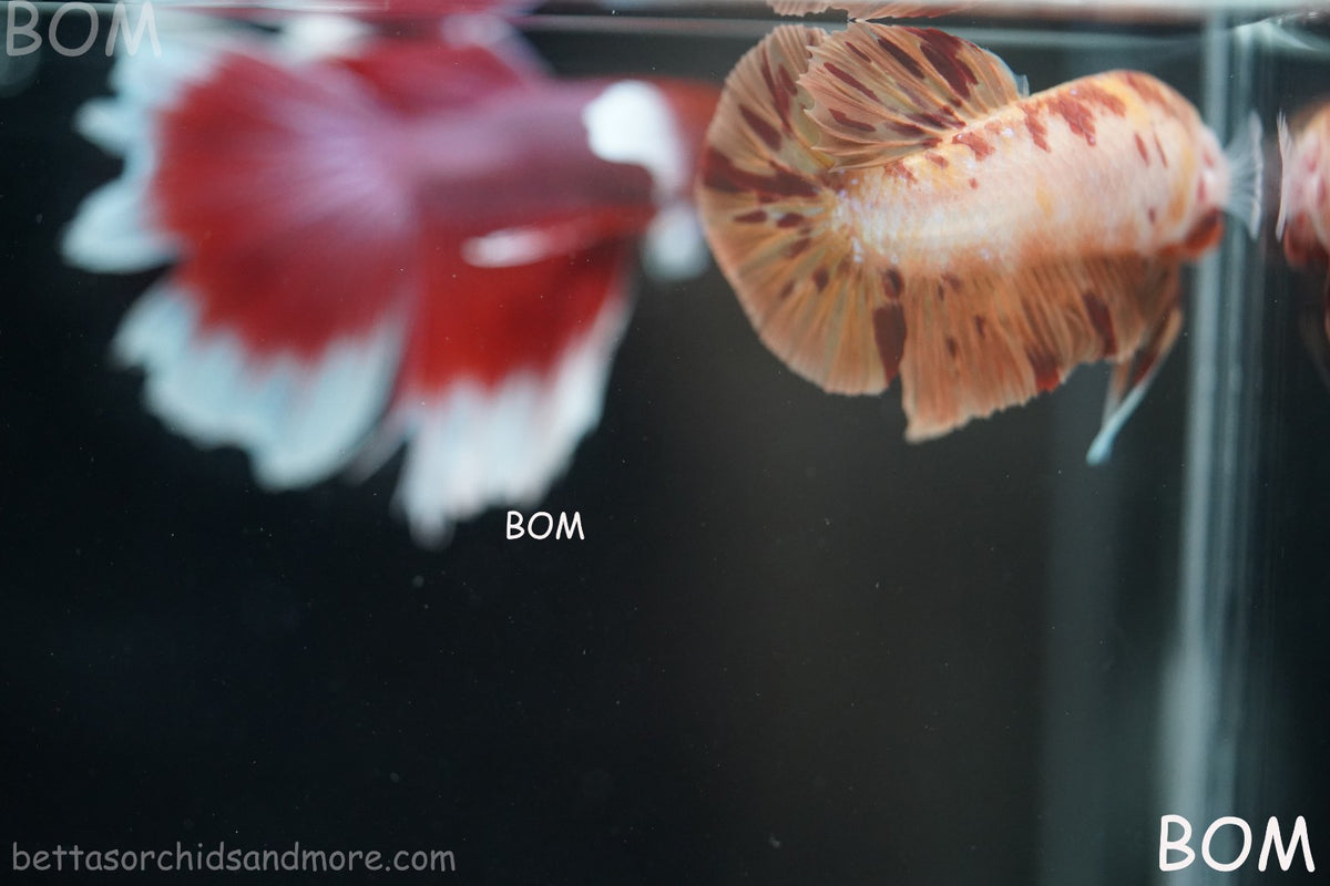 LIVE BETTA MALE FANCY KOI CANDY HMPK RED PEACH MARBLE | BOM-B395
