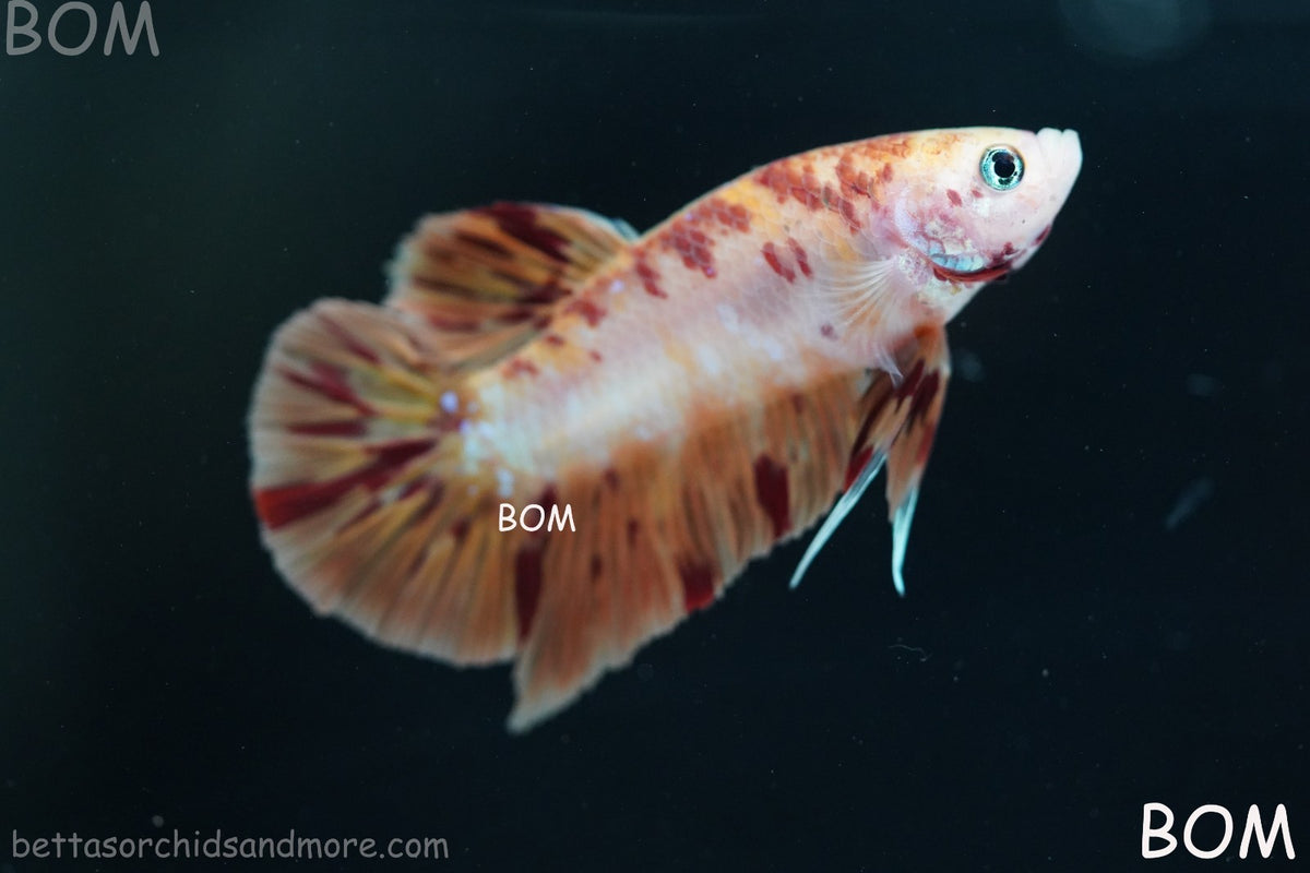 LIVE BETTA MALE FANCY KOI CANDY HMPK RED PEACH MARBLE | BOM-B395