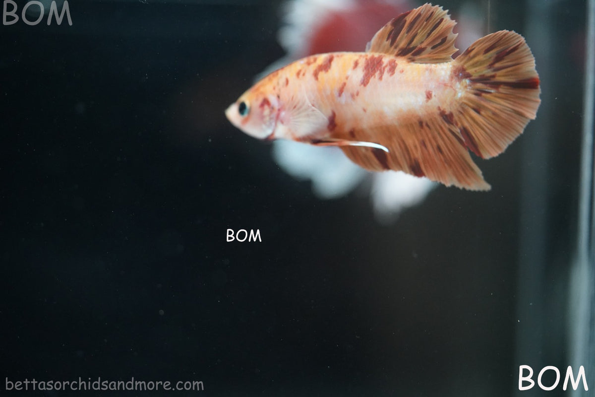 LIVE BETTA MALE FANCY KOI CANDY HMPK RED PEACH MARBLE | BOM-B395