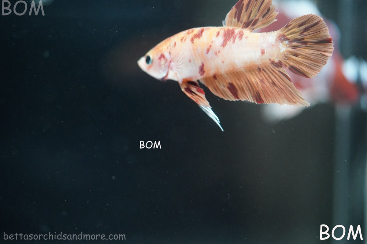LIVE BETTA MALE FANCY KOI CANDY HMPK RED PEACH MARBLE | BOM-B395