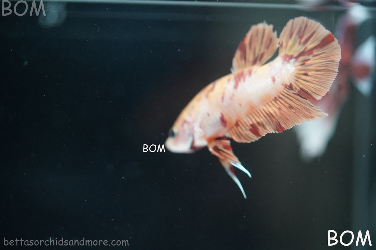 LIVE BETTA MALE FANCY KOI CANDY HMPK RED PEACH MARBLE | BOM-B395