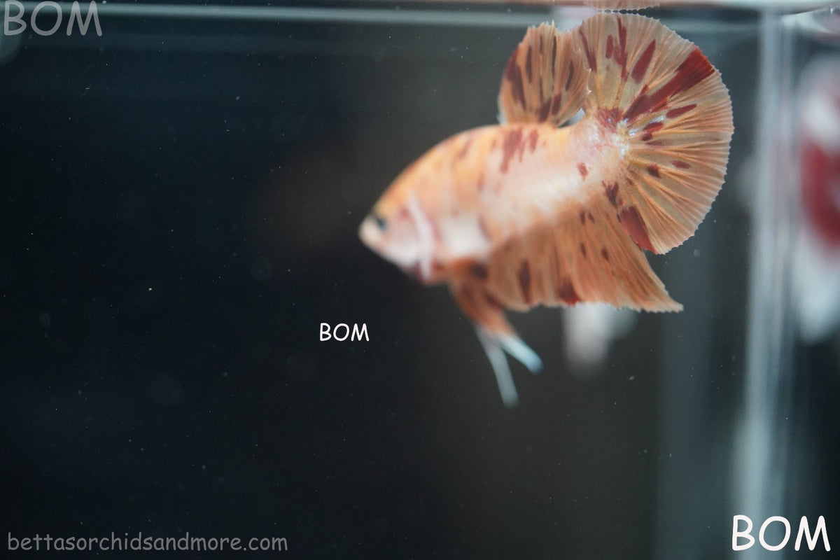 LIVE BETTA MALE FANCY KOI CANDY HMPK RED PEACH MARBLE | BOM-B395