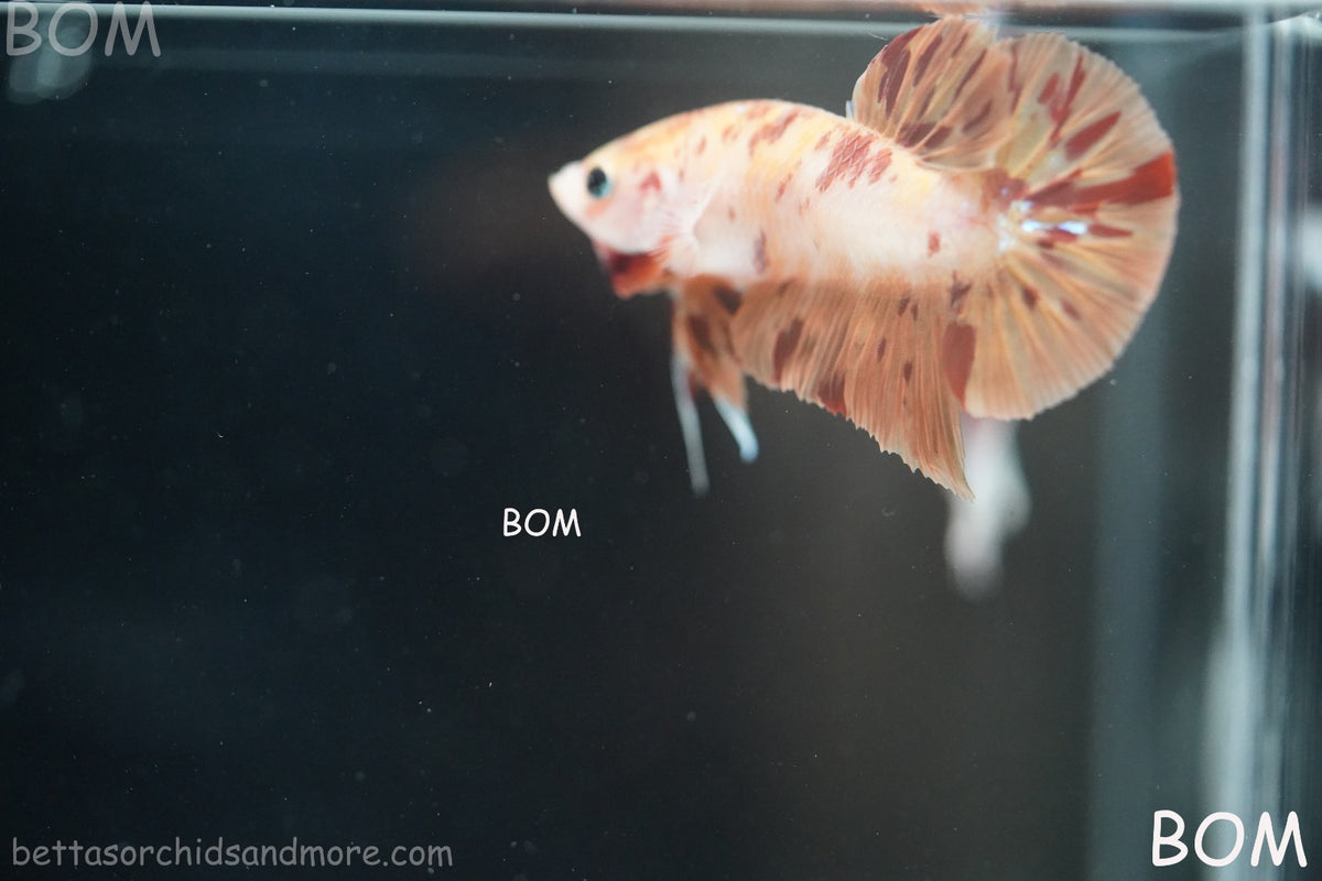 LIVE BETTA MALE FANCY KOI CANDY HMPK RED PEACH MARBLE | BOM-B395