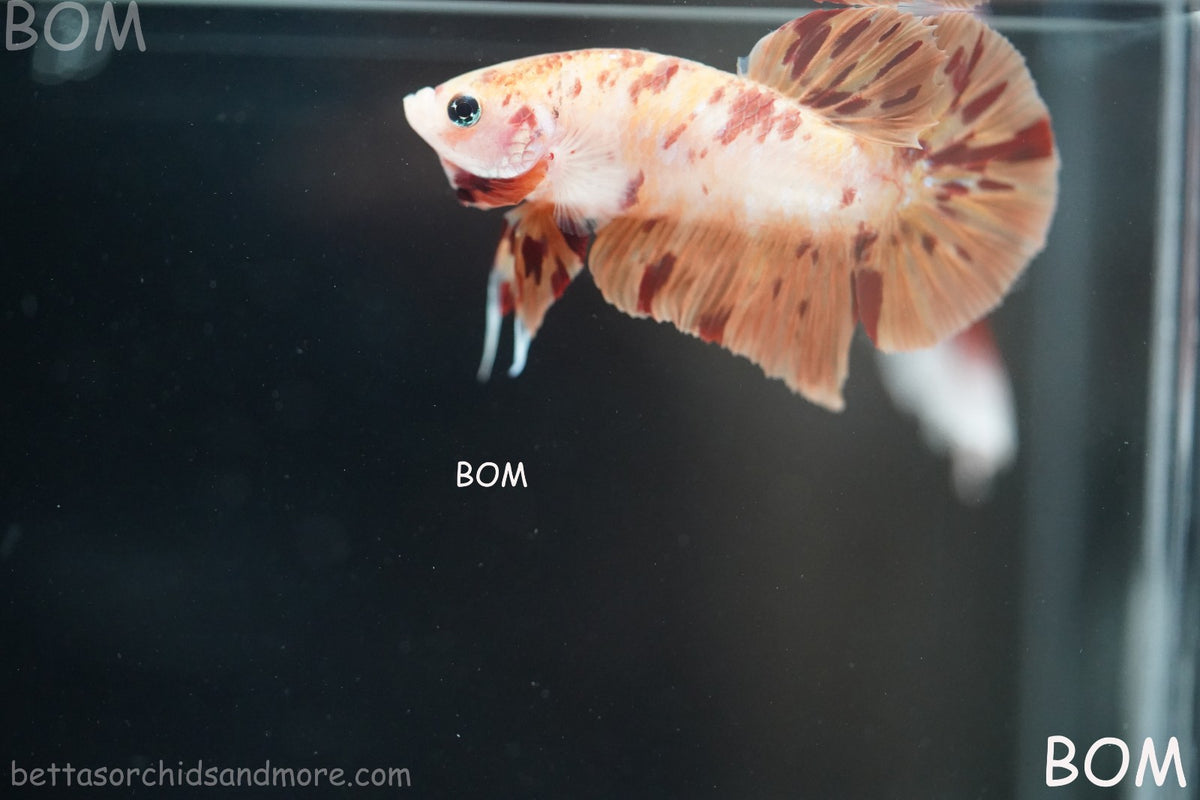 LIVE BETTA MALE FANCY KOI CANDY HMPK RED PEACH MARBLE | BOM-B395