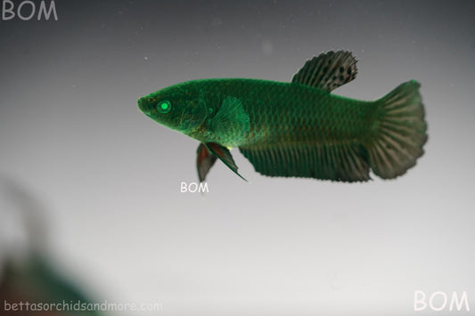 HULK SERIES I GREEN EYED LIVE BETTA FEMALE HMPK PURE GREEN EMERALD | BOM-B274